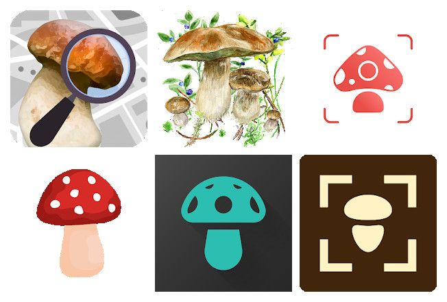 Le 9 migliori apps per riconoscere i funghi per smartphone