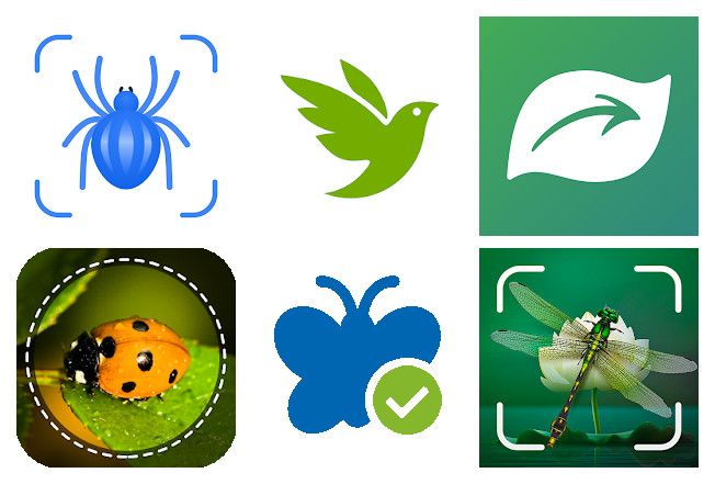 Le 16 migliori apps riconoscimento insetti per Android, iPhone