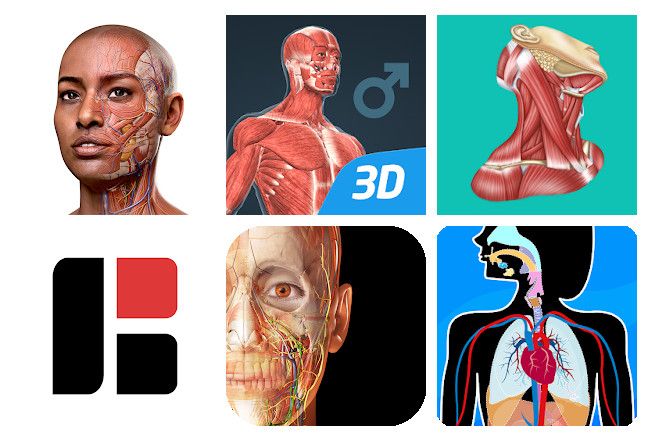 Die 6 besten Anatomie-Apps für mobile Geräte.