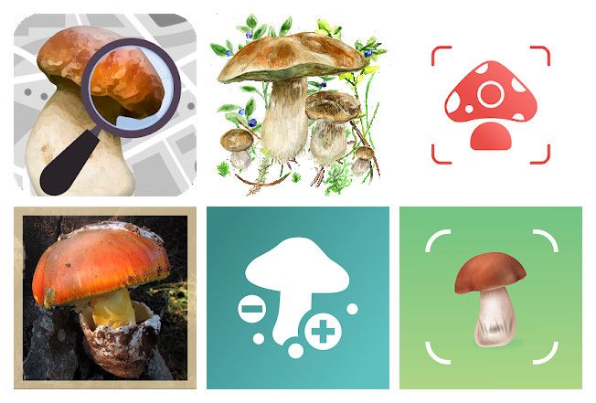 Les 6 meilleures applications champignons pour mobile