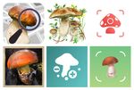 Les 6 meilleures applications champignons pour mobile