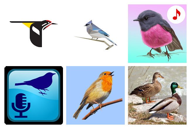 Les 8 meilleures applications chants d'oiseaux pour Android, iPhone