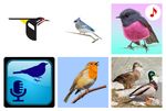 Les 8 meilleures applications chants d'oiseaux pour Android, iPhone