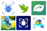 Les 14 meilleures applications mobiles pour les insectes.