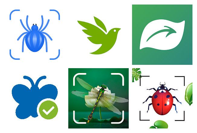 Best of 11 butterfly identification apps on Android, iPhone