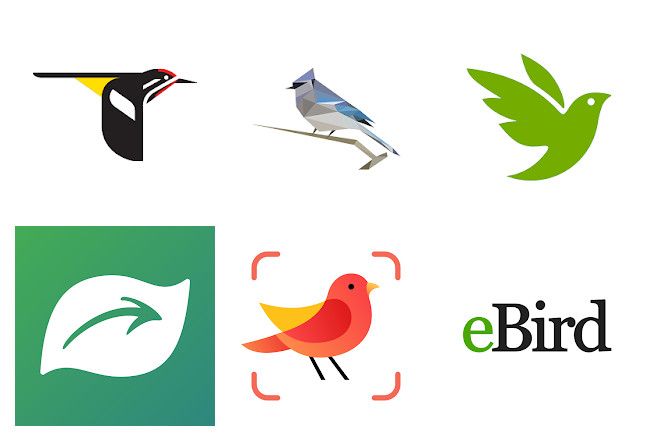 The 14 best bird watching apps on mobile Android, iPhone