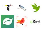 The 14 best bird watching apps on mobile Android, iPhone